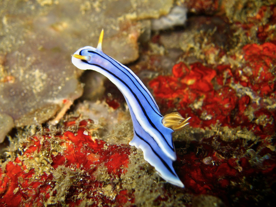  Chromodoris lochi (Sea Slug)